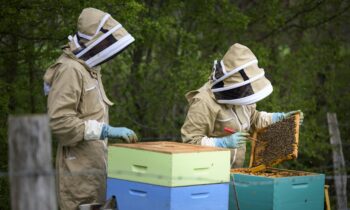 Le Jardin de Beyla : une entreprise au service des abeilles et de l’innovation
